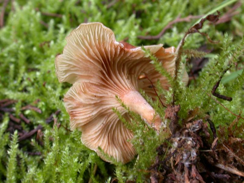 Escursione in cipresseta